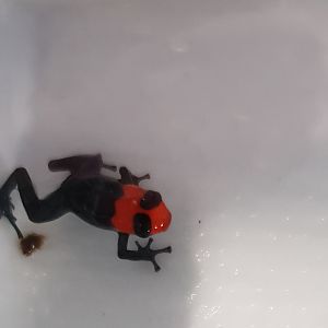 Ranitomeya benedicta