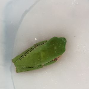 Phyllomedusa tomopterna