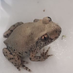 Dendropsophus ebreccata