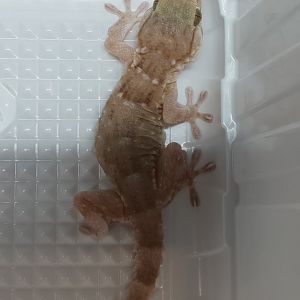 Tarentola mauritanica