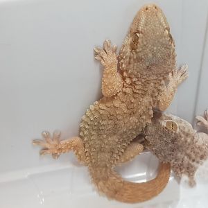 Gymnodactylus scaber