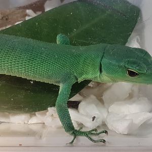 Gastropholis prasina