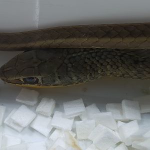 Psammophis sibilans