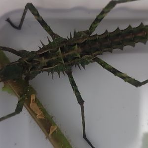 Brockphasma spinifemoralis