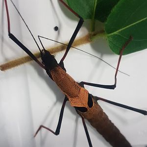 Pseudophasma scabriusculum