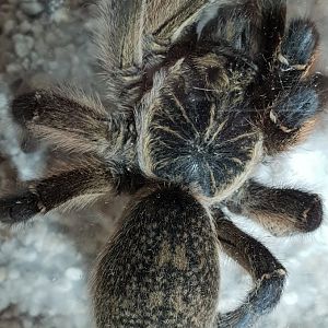 Harpactira pulchripes