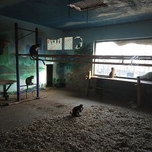 Red-tailed Guenon Indoors