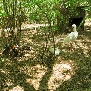 White-Faced Whistling Ducks & African Spoonbills