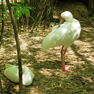 African Spoonbills