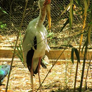 Yellow-Billed Stork Missing Neck Feathers