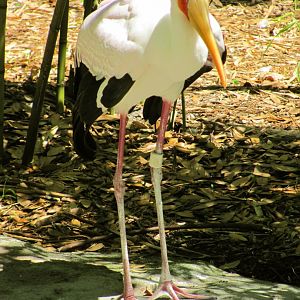 Yellow-Billed Stork