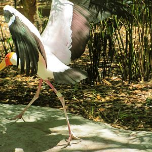 Yellow-Billed Stork