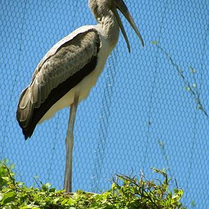 Yellow-Billed Stork Juvenile