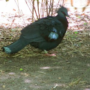 Victoria Crowned Pigeon