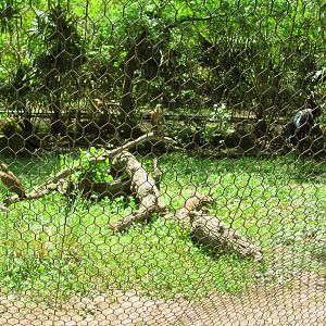 Saddle-Billed Stork & Hamerkop Exhibit
