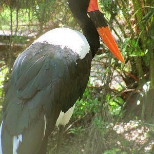 Saddle-Billed Stork
