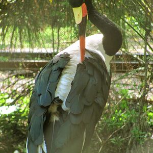 Saddle-Billed Stork Preening