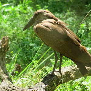 Hamerkop