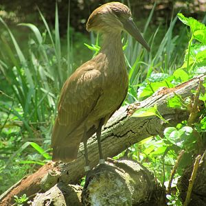 Hamerkop