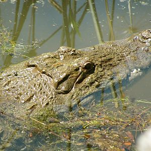 Nile Crocodile Closeup