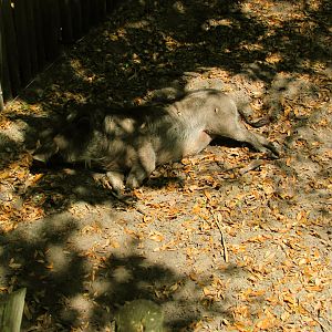 Sleeping Warthog