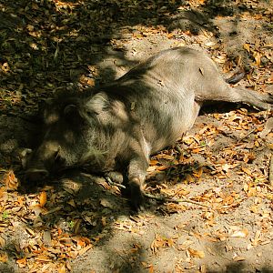Sleeping Warthog