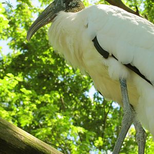Wood Stork