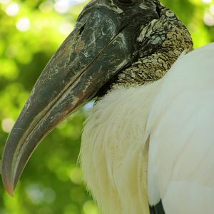 Wood Stork