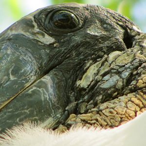 Wood Stork Face Detail