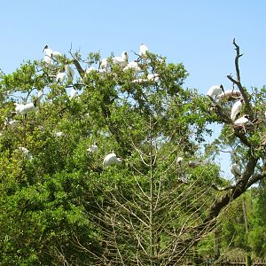 Wood Stork Nesting Colony