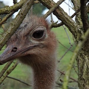 Ostrich Paignton Zoo
