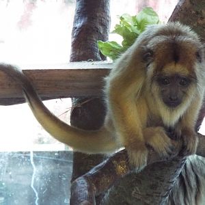 Young Howler Monkey Paignton Zoo