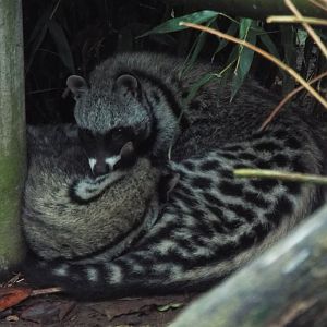 African Civets Exmoor Zoo