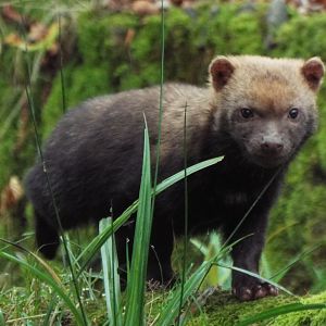 Young Bushdog Exmoor Zoo