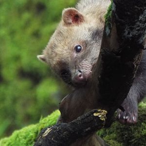 Young Bushdog Exmoor Zoo
