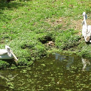 Pink-Backed Pelicans