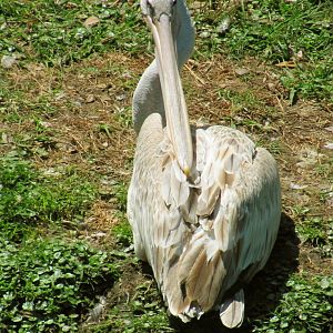Pink-Backed Pelican