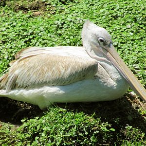 Pink-Backed Pelican
