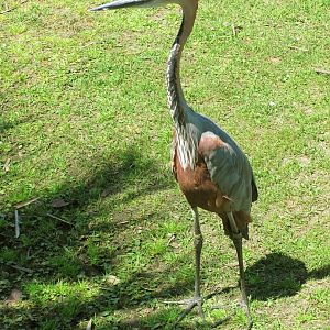 Goliath Heron