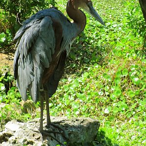 Goliath Heron