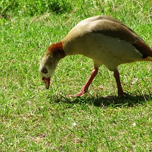 Egyptian Goose