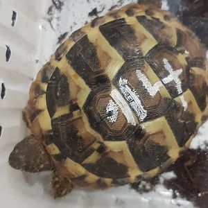 Dalmatian tortoise - Testudo hercegovinensis - juvenile