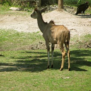 Greater Kudu Cow