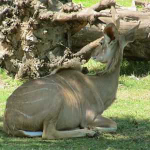 Greater Kudu Cow