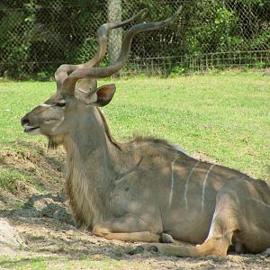 Greater Kudu Bull