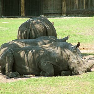 White Rhinos