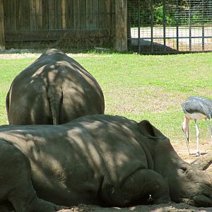 White Rhinos