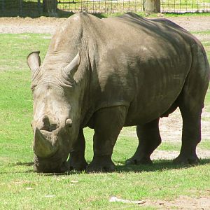 White Rhino