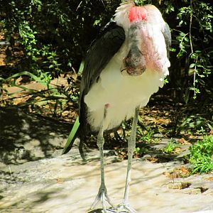Marabou Stork Preening