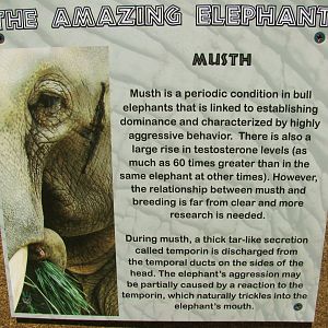 Musth Sign